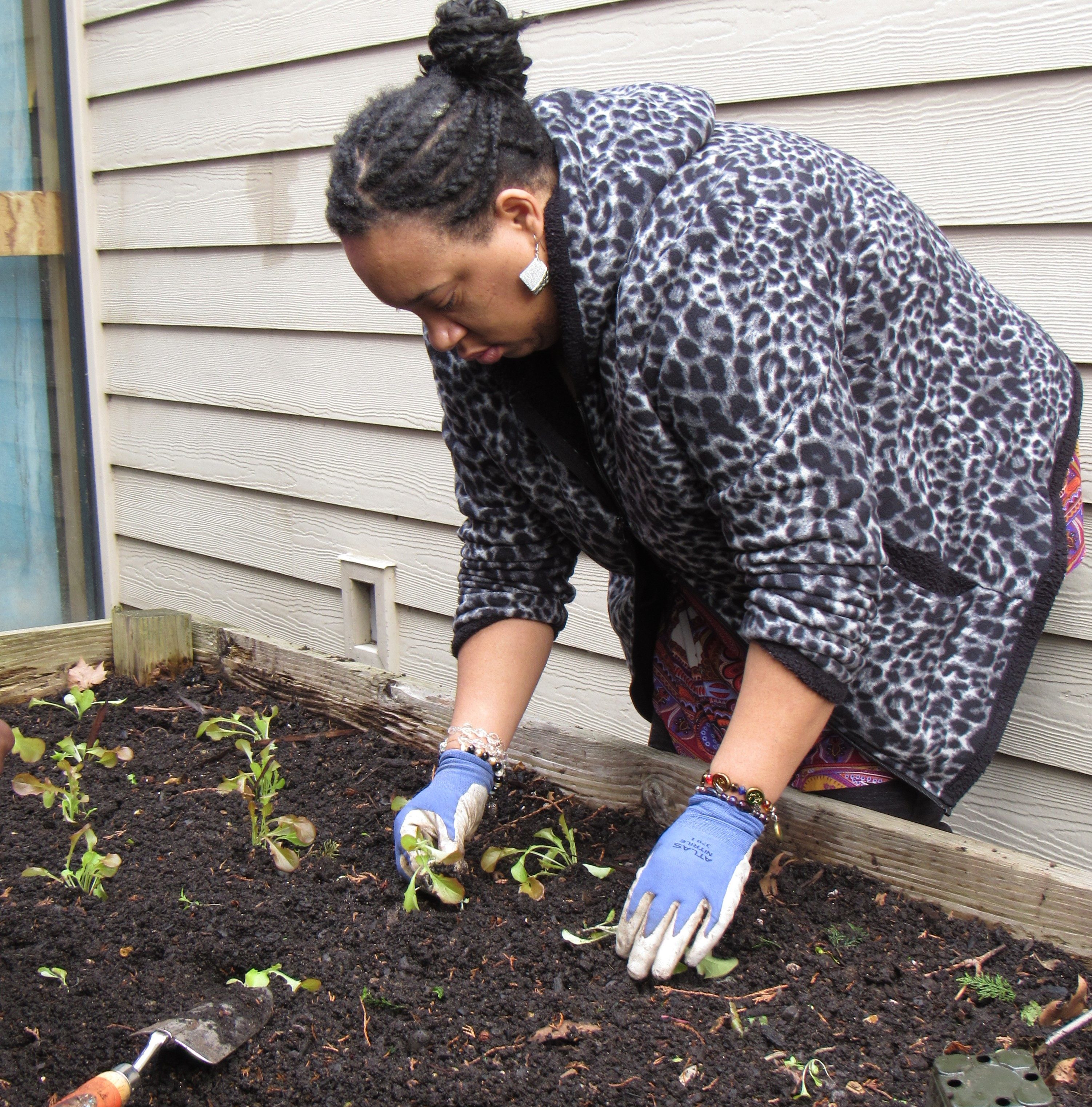 A participant plants lettuce.