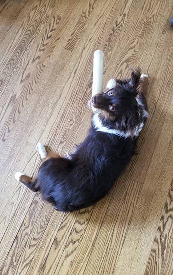 Dog named Tonka laying on the floor