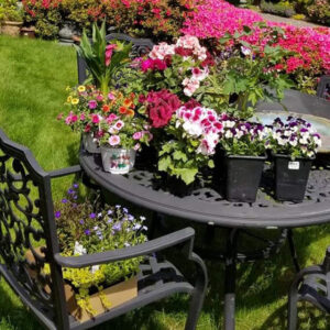 colorful flower garden