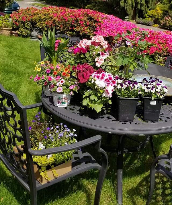 colorful flower garden