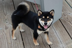 Fiona-Alz-Walk-cute