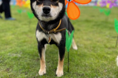 rat-dog